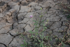Cleome chelidonii